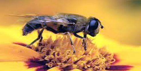 Bal arıları elektro sensörlerle yol belirliyor