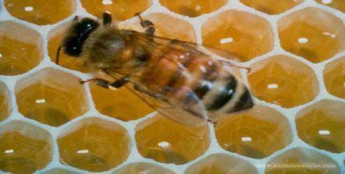 Böcek ilaçları arıları şaşırtıyor
