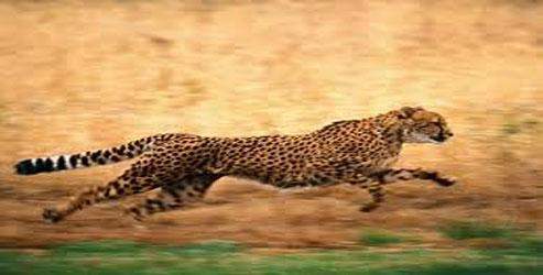 Dünyanın en hızlı hayvanı çok çabuk gelişmiş