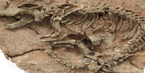 21 milyon yıllık fosiller