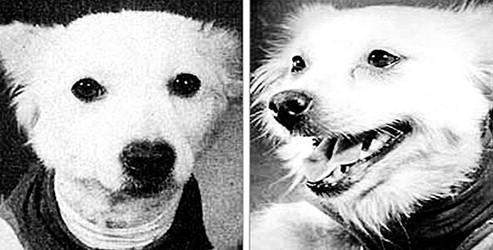 Kozmonot köpeklerin 50 yıllık sırrı çözüldü