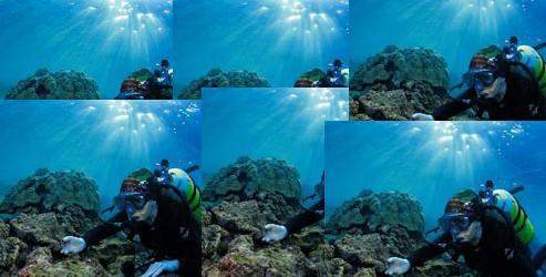 Su altında deniz canlılarının peşinde
