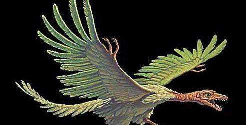 Archaeopteryx'in atası bulundu