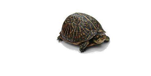 Kaplumbağa kabuğuna nasıl kavuştu?
