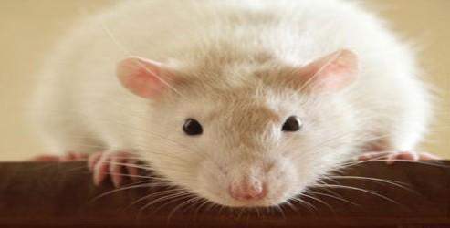 Korkak fareler daha uzun yaşıyor
