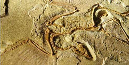 Archaeopteryx'e rakip bulundu
