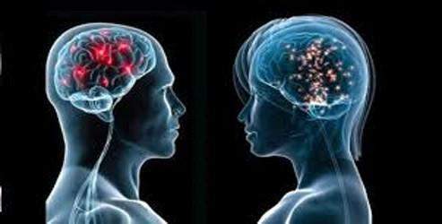 Kadın ve erkek beyni arasındaki farklar