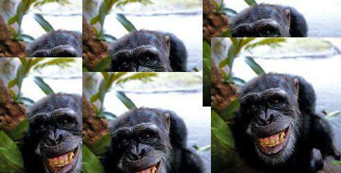 Şempanzeler için hak arayışı