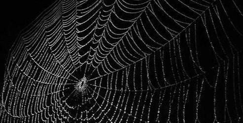 Örümcek ağının şifresi çözüldü