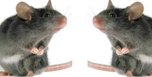 Gen terapisi farelerde mucize yarattı