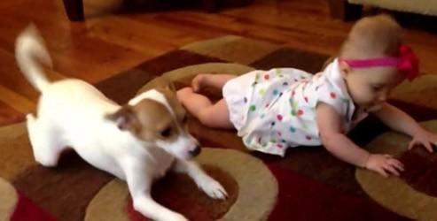 Köpekten bebeğe emekleme eğitimi