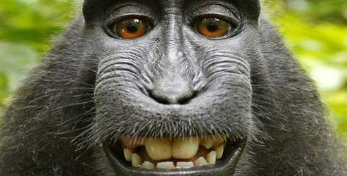 Maymun selfiesi ortalığı karıştırdı