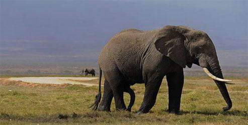 Fillerin inanılmaz yeteneği