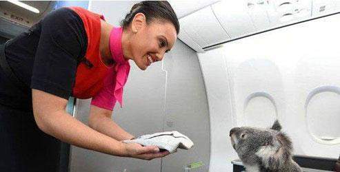 Koalalar 'first class' uçtu